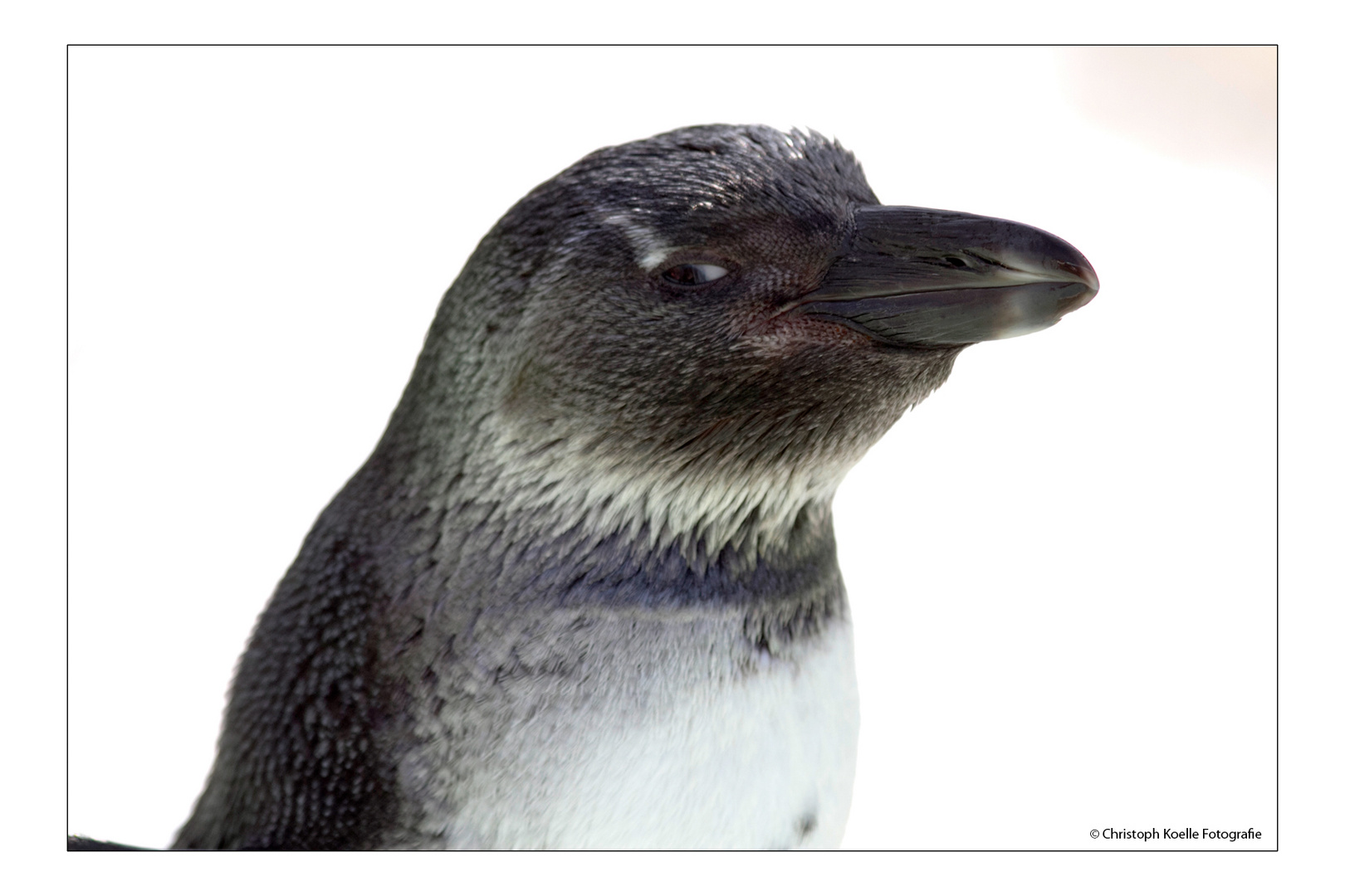 Pinguin-Schelm