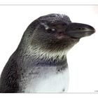 Pinguin-Schelm