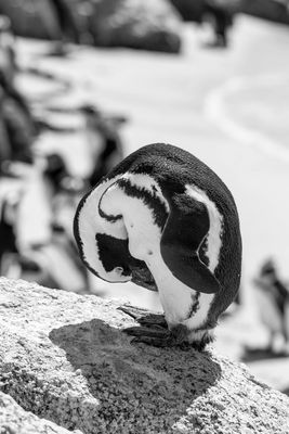 Pinguin schwarz weiß