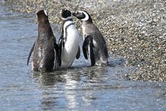 Pinguin Talk