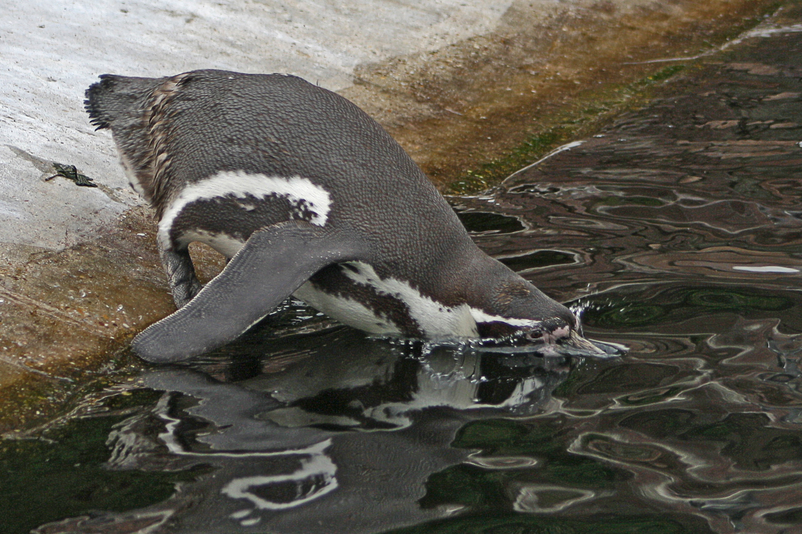 Pinguin taucht ins Wasser