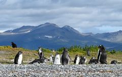 Pinguin Teenies