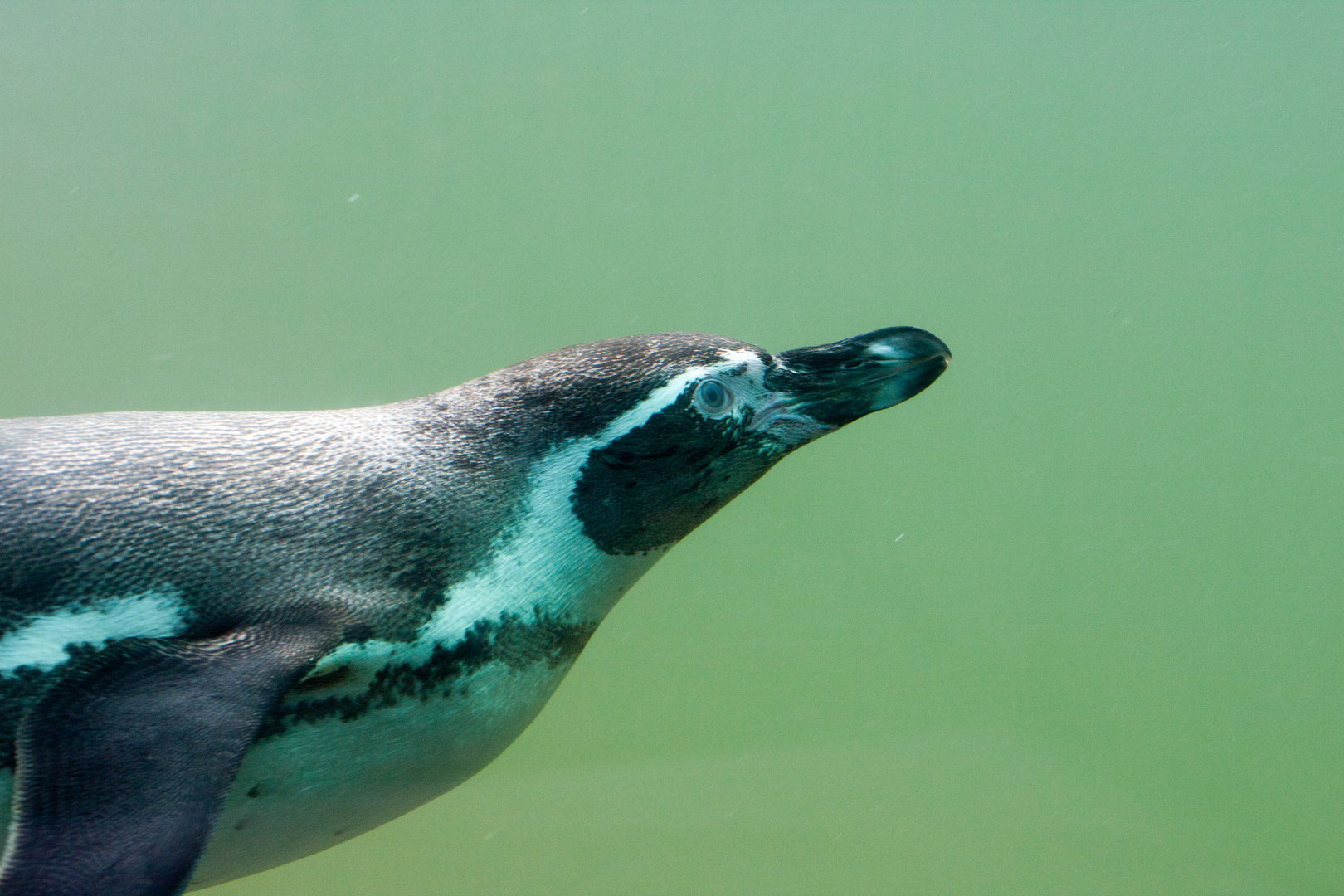 Pinguin Tierpark Sababurg