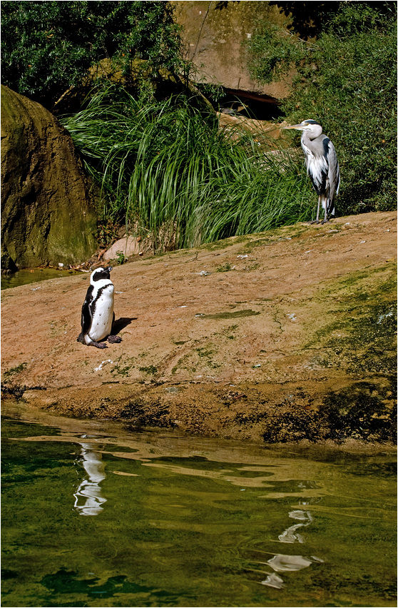 Pinguin und Reiher