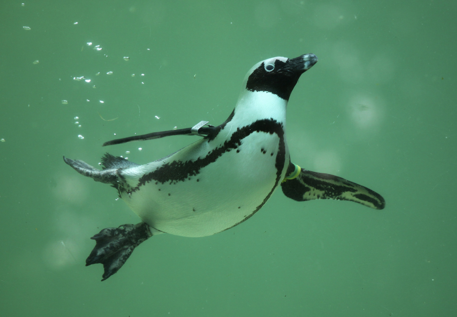 pinguin under water