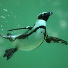 pinguin under water