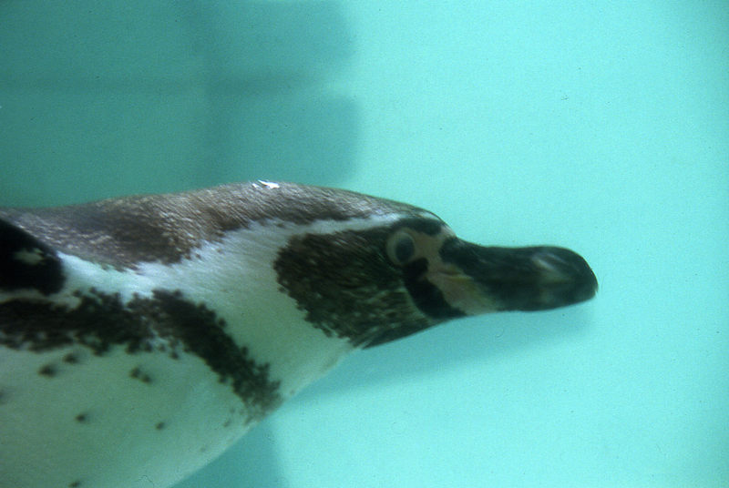 Pinguin unter Wasser
