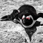 Pinguin vom Boulder`s Beach