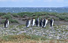 pinguin walk