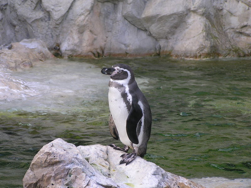 Pinguin Wiener Zoo