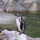 Pinguin Wiener Zoo