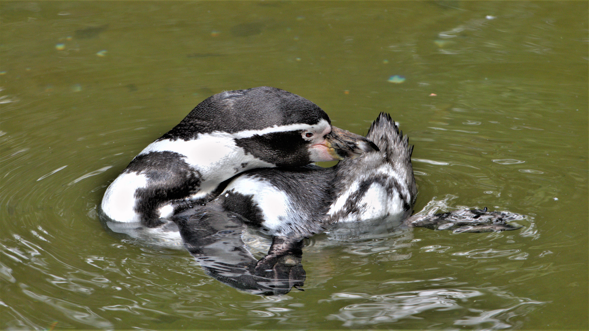 Pinguin-Yoga