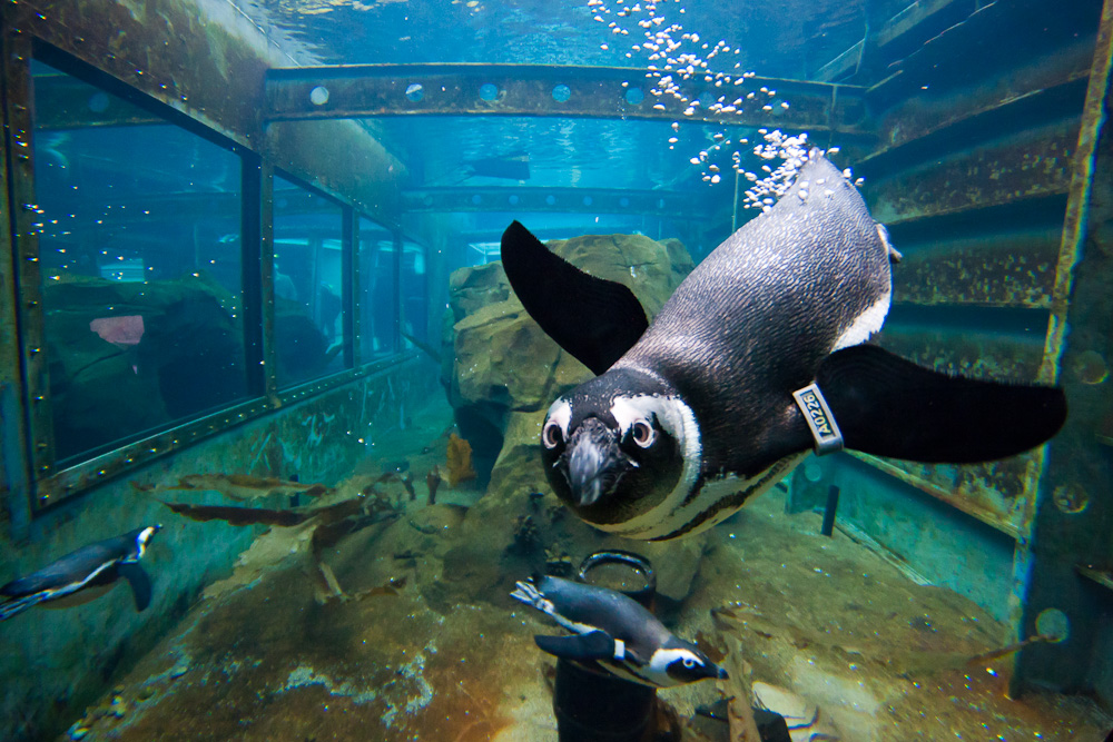 Pinguin Yukon Bay Zoo Hannover