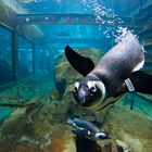 Pinguin Yukon Bay Zoo Hannover