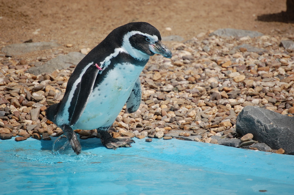 Pinguin Zoo Köln