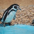 Pinguin Zoo Köln