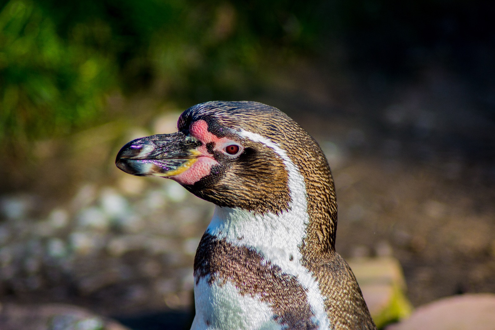 Pinguin Zoo Nürnberg Mai 2016