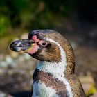 Pinguin Zoo Nürnberg Mai 2016