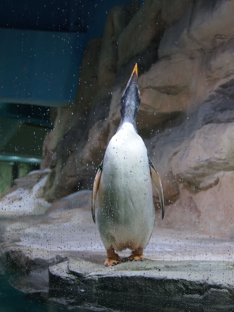 Pinguin1