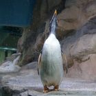 Pinguin1