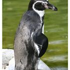 Pinguin2