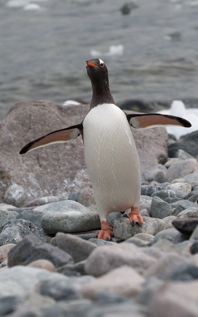 Pinguinballett