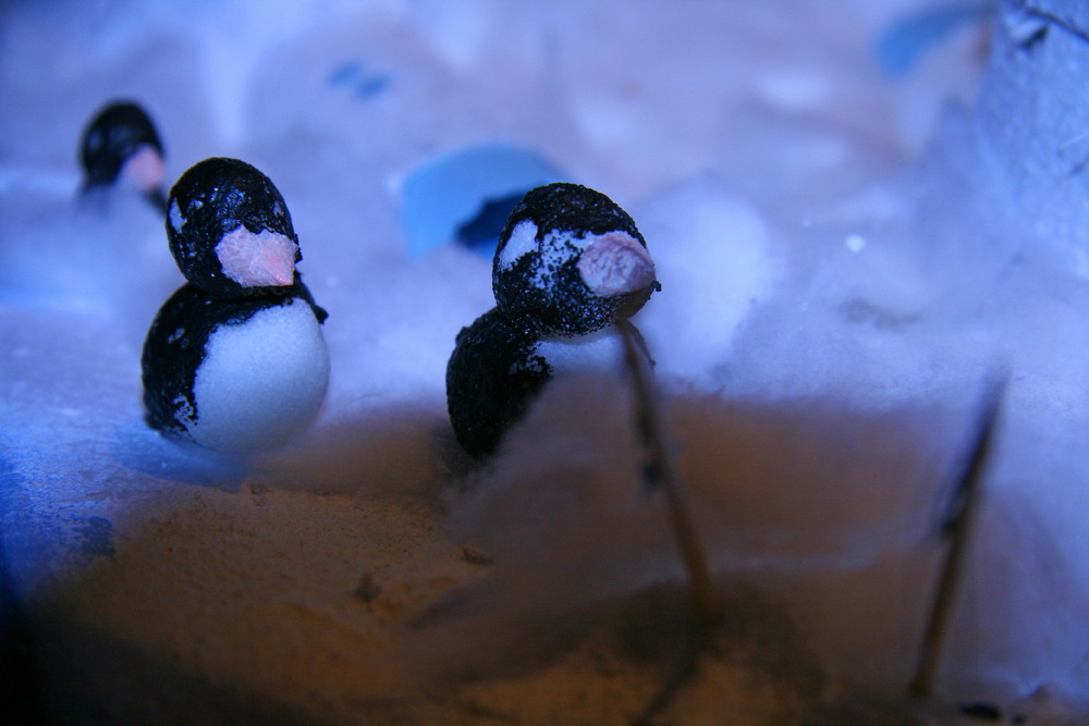 Pinguine....