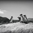 Pinguine 1, Südafrika