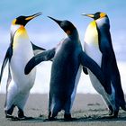 Pinguine