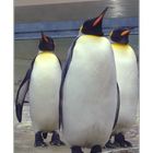 Pinguine