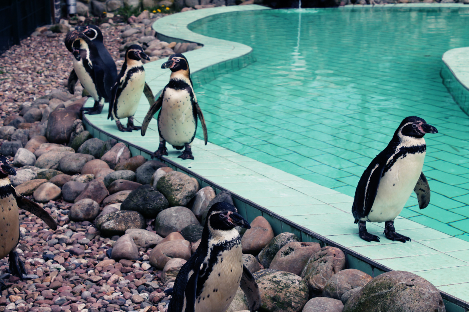 Pinguine *___*