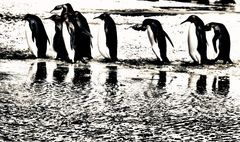 pinguine ...