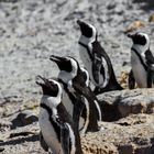 Pinguine 2