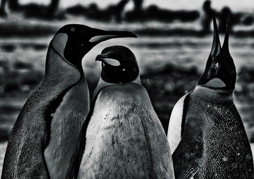 pinguine ....