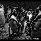 Pinguine