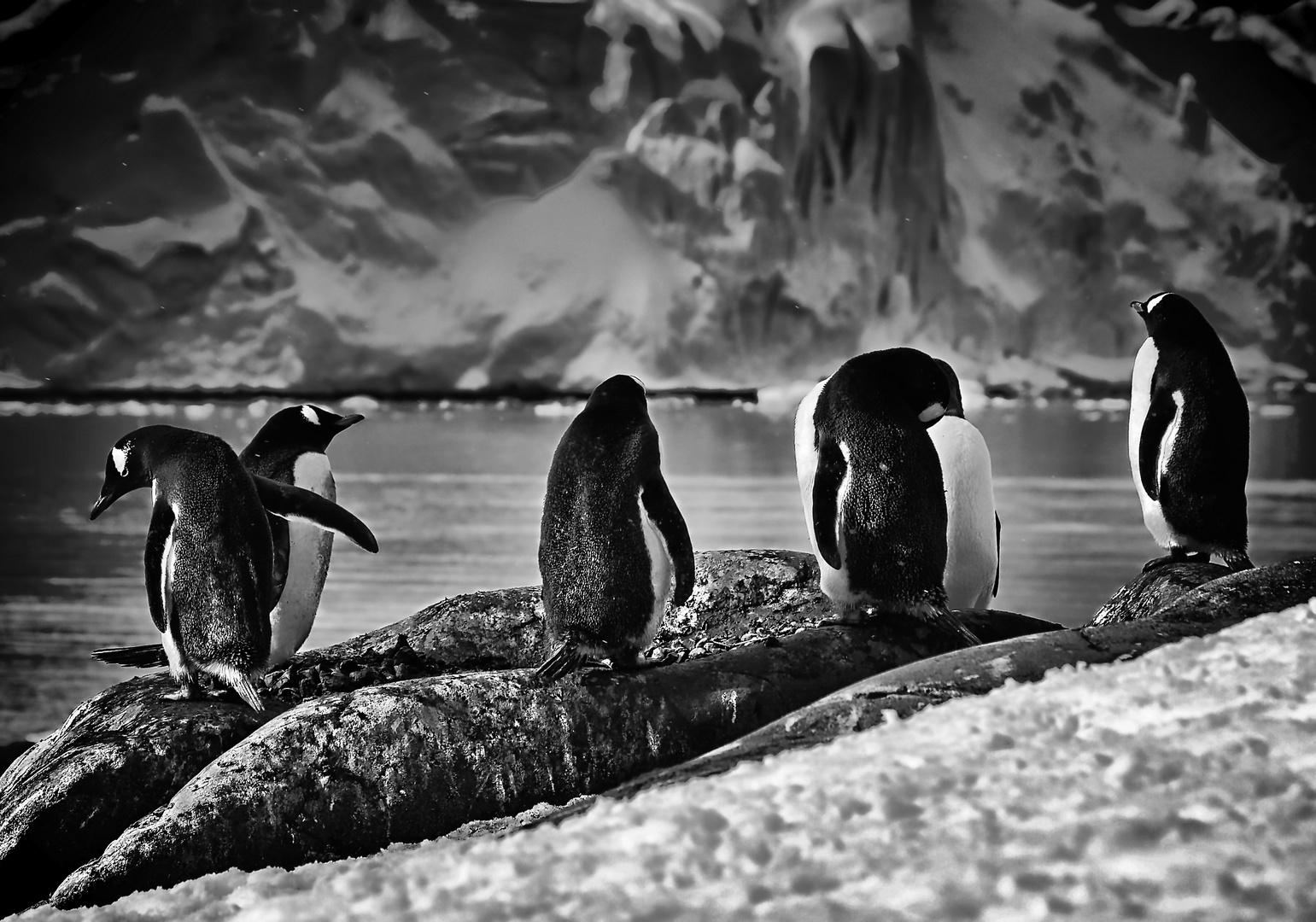 pinguine ..