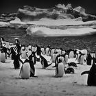 pinguine ..