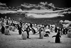 pinguine ..