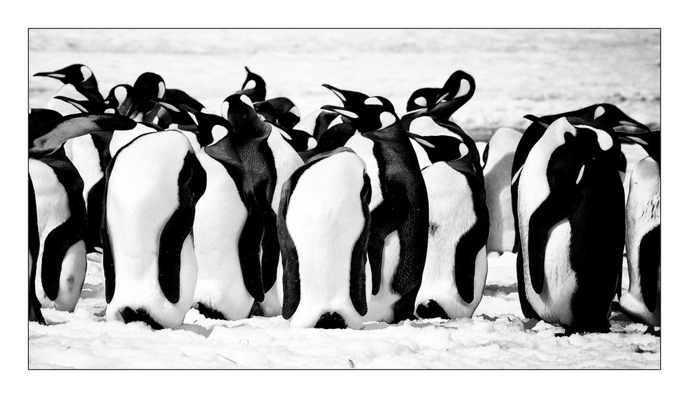 Pinguine .