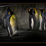 Pinguine