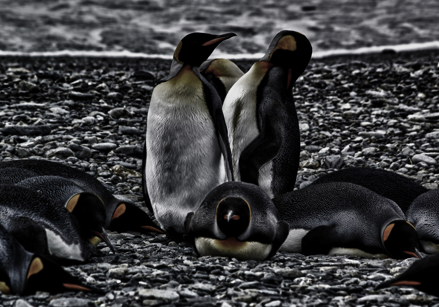 pinguine .