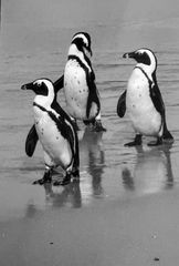 Pinguine