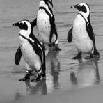 Pinguine