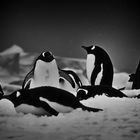 pinguine  