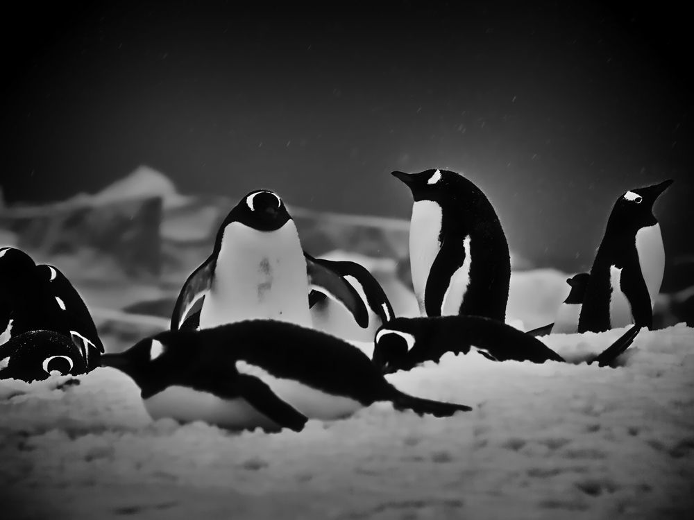 pinguine  