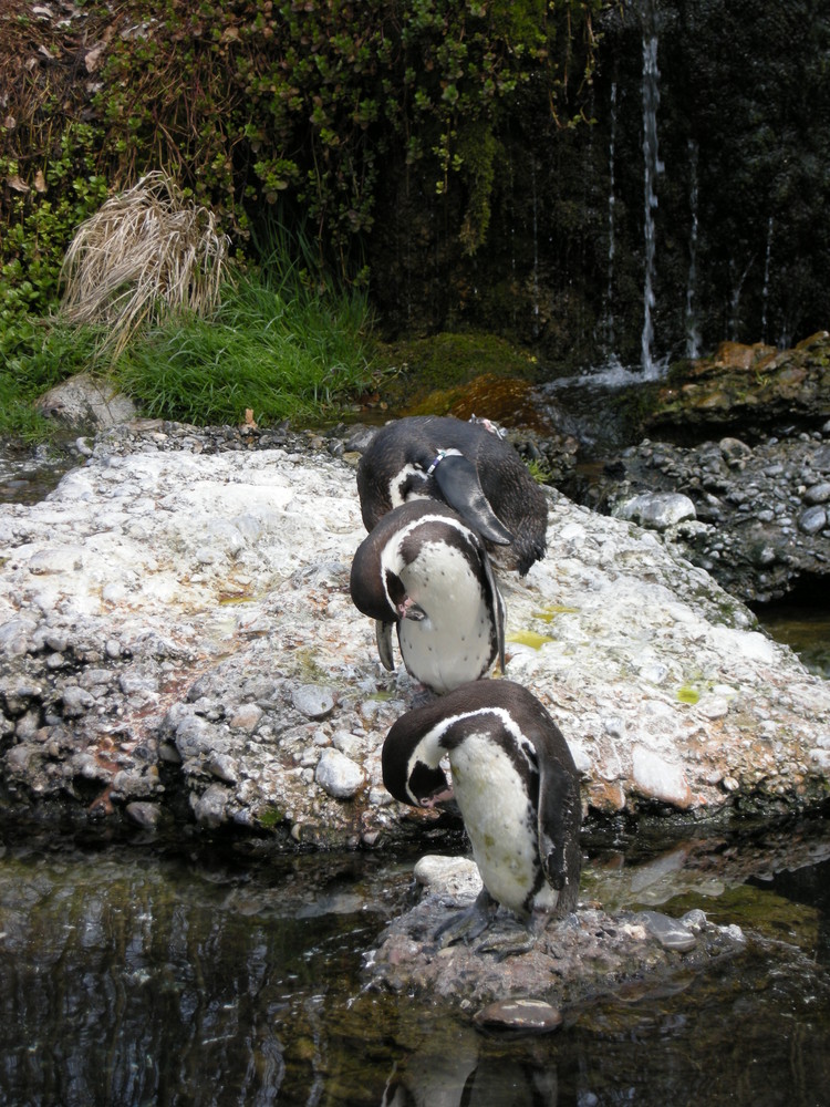 Pinguine