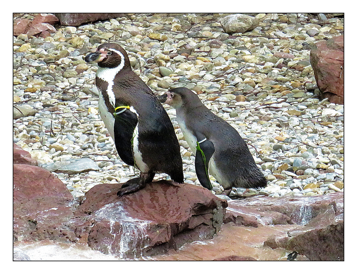 Pinguine