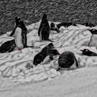 ... pinguine           