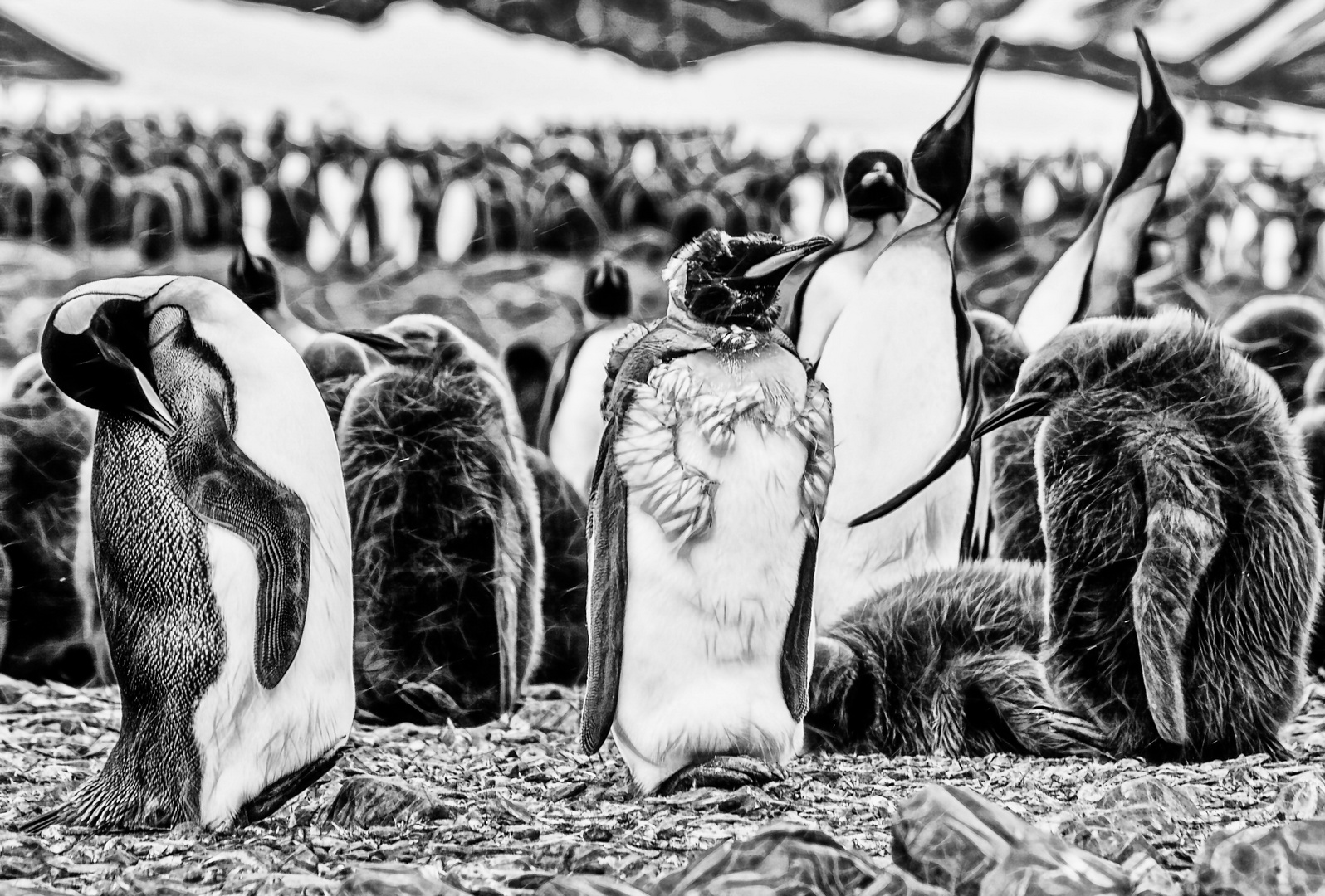 ... pinguine              