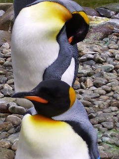 pinguine